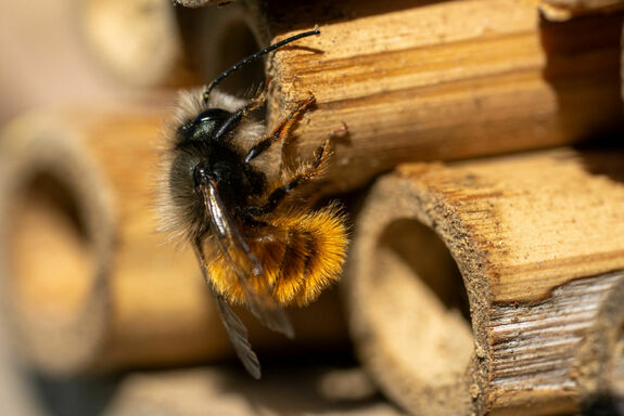 bee on insect hotel